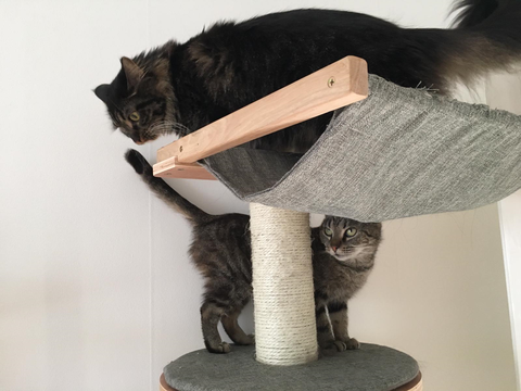 Maya 2 feb 19-2