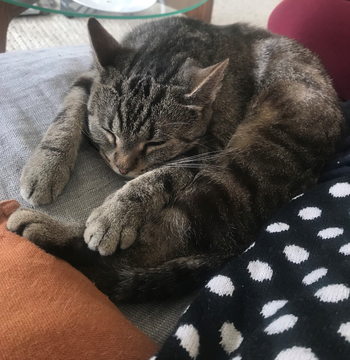 Maya 2 feb 19