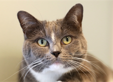 Maya3