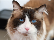 Zorro