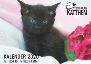 döda katt ungar dejtingsajt Dating efter en dubbel mastektomi