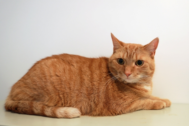 Cheddar (7)_red