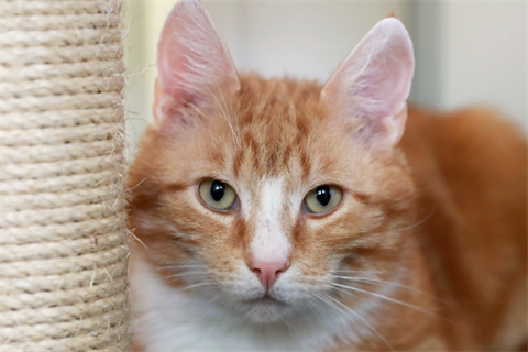 Rufus (4)_red