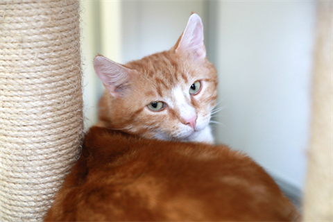 Rufus_red