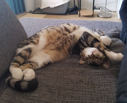 Nicolai Norabel Zanji maj 21