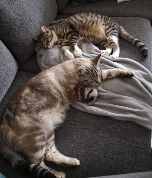 Nicolai Norabel Zanji maj 21-3