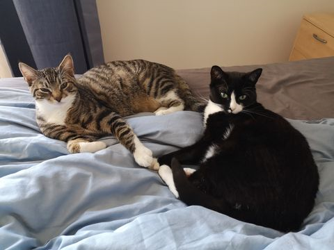 Nicolai Norabel Zanji maj 21-2