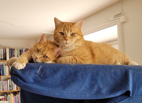 Rainer-Rendor jun 21