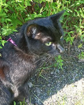 Ziggy-Bagheera jun 21-4