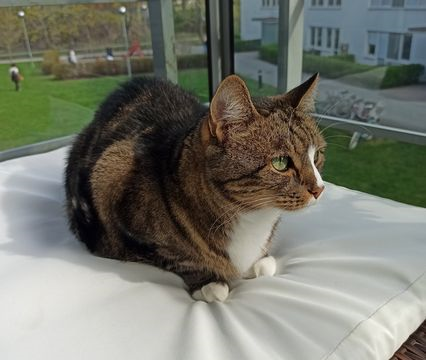 Ziggy-Bagheera jun 21-3