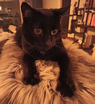 Ziggy-Bagheera jun 21-2