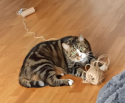 Ziggy-Bagheera jun 21