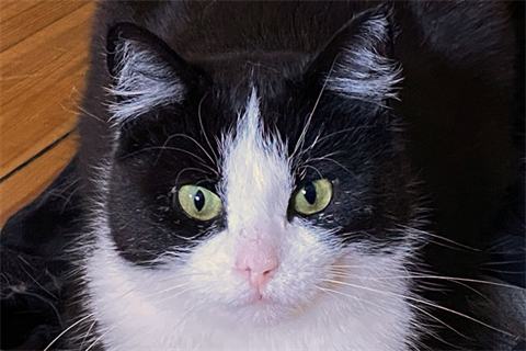 Tippelin0_red