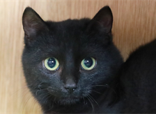 Blackie (13)_red