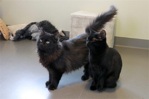 Lill-Nalle och Liria (3)_red
