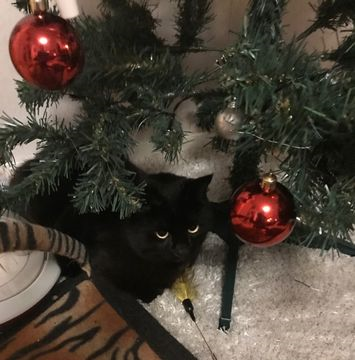 Rami dec 22-2