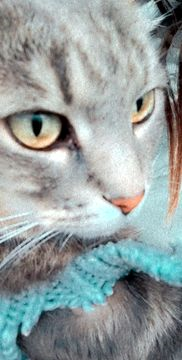 Josefina dec 22-2