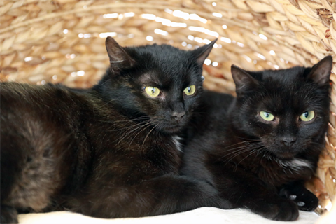 Flaps och Bagheera (5)_red