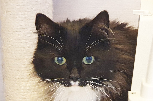 Missy