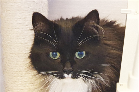 Missy