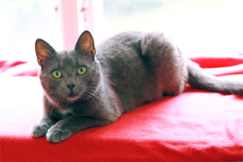 Oghi (1)_red