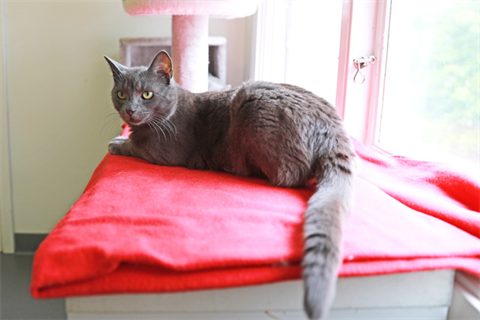 Oghi (4)_red