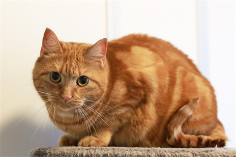 Nala (1)_red
