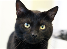 Binx (14)_red