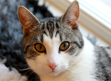 Widget (13)_red