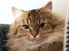 Nala_red