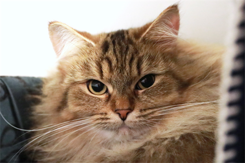 Nala_red