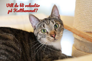 Volontär_liten Volontär_liten