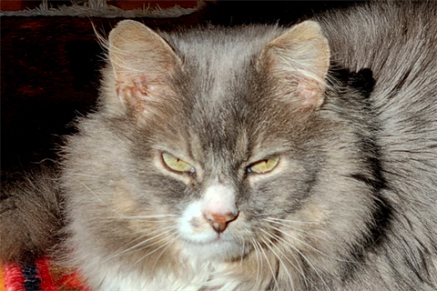 Niklaus1_red