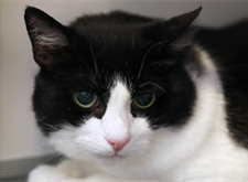 Katten Jansson (5)_red