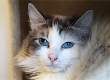 Catsy (4)_red