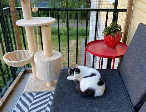 Rugie juli 24-4