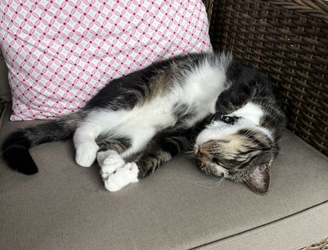 Simba 11 juli 24-2