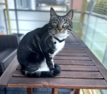 Simba 11 juli 24